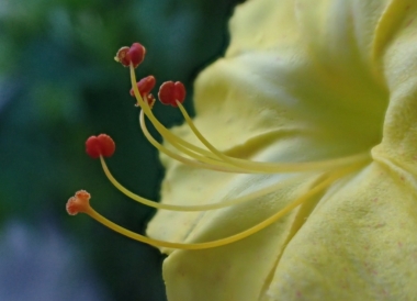 オシロイバナの花